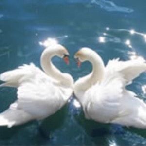 Meet your Posher, Not